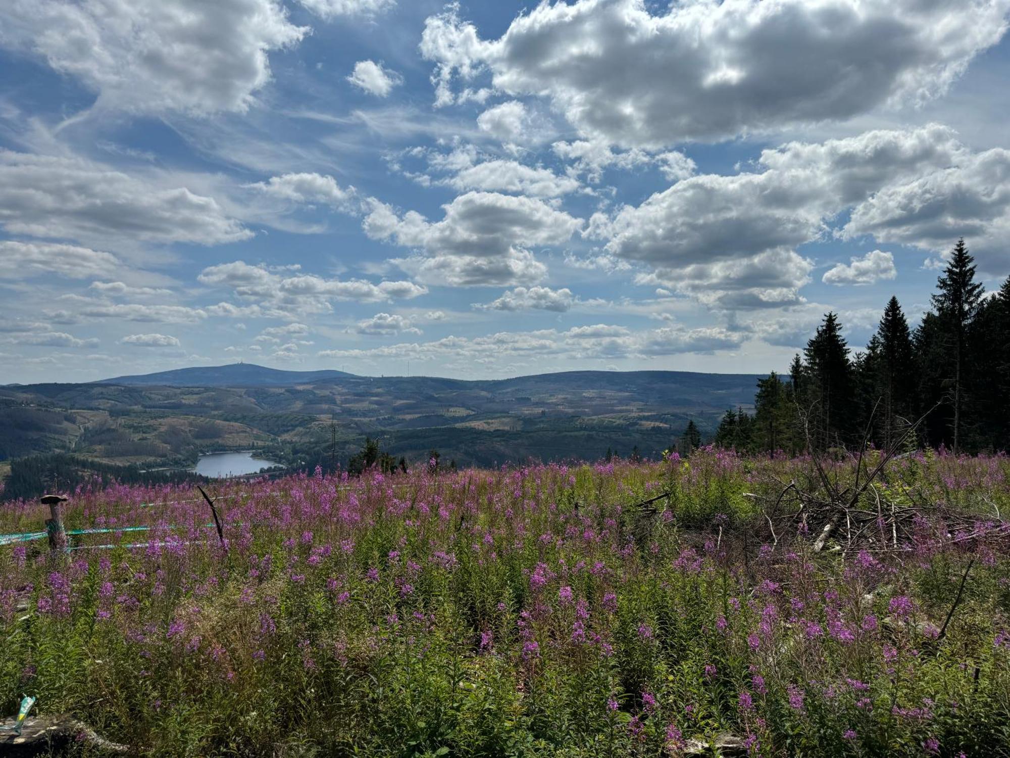 Апартаменты Bergmannsruh Клаусталь-Целлерфельд Экстерьер фото
